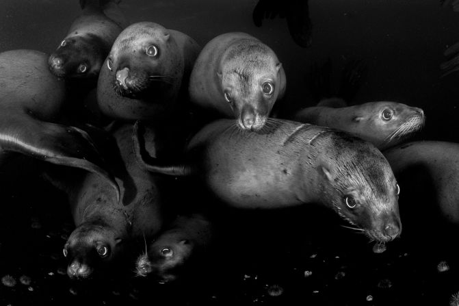 A curious group of Steller sea lions in Canada circle the photographer, Celia Kujala. 