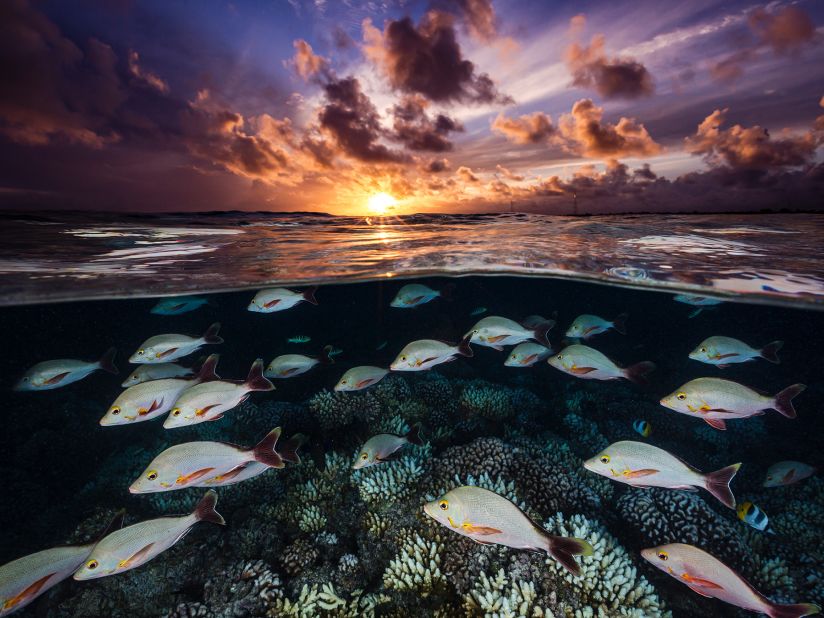 A school of red snapper sweeps over a healthy hard coral reef during a vibrant sunset in Rangiroa, French Polynesia. Renee Capozzola, Ocean Portfolio Award.