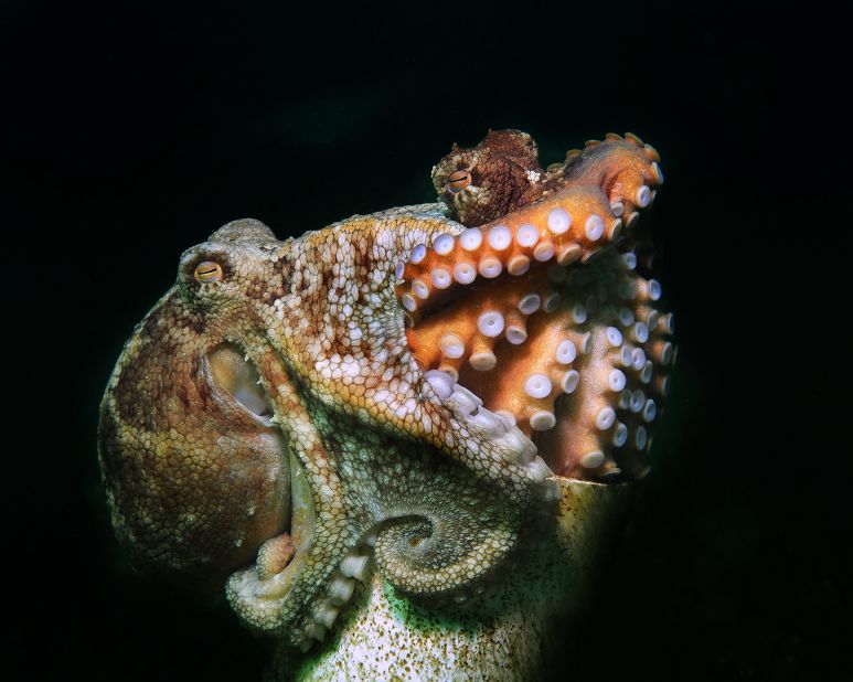 Two pale octopuses sit on a pipe that forms part of an artificial reef built to attract octopuses and other marine life to the area. Jules Casey won second place in the conservation (hope) category for the image from Australia.