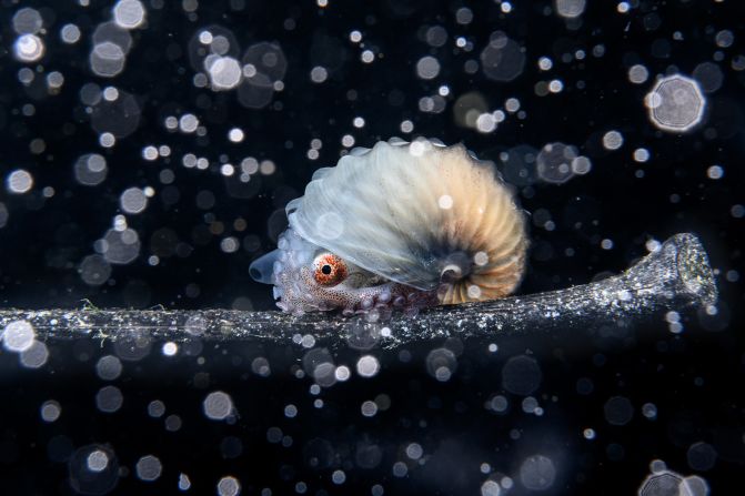 Jialing Cai was the overall winner for this photograph taken in the Philippines of a paper nautilus drifting on a piece of ocean debris at night, surrounded by heavy sediment. 