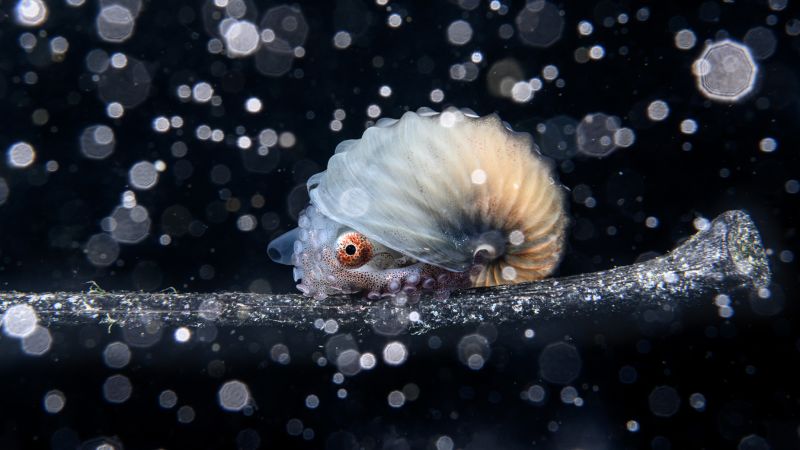 NextImg:Otherworldly images show beauty of oceans in photo competition | CNN