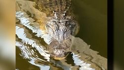 alligator swims at girl scouts