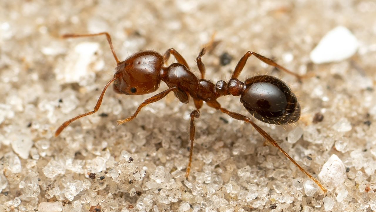 A close-up captures a red fire ant, an invasive species that has spread around the world.
