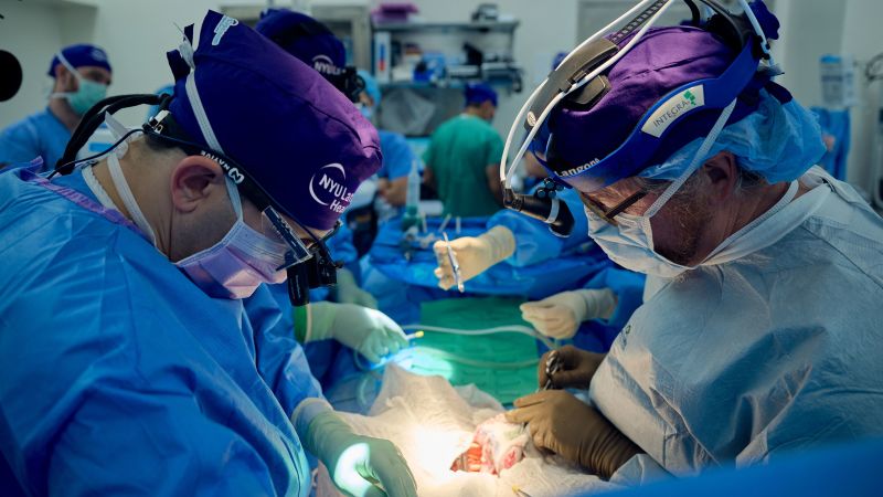 Un equipo de investigación ha anunciado el trasplante exitoso más largo de un riñón de cerdo a un humano