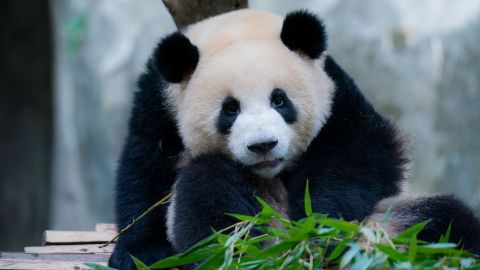 Scientists set out to study how living in captivity affected the body clock of giant pandas. 