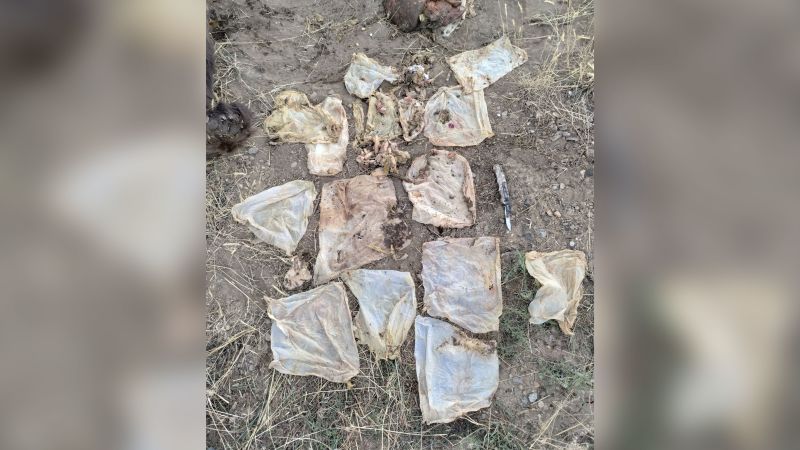 NextImg:A 'sad and horrific' death for a starving bear whose intestines were blocked by garbage and was euthanized | CNN