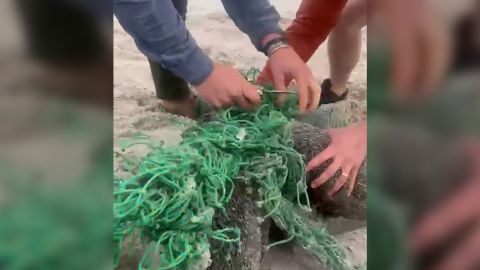 VIDEO THUMBNAIL baby seal net south africa 1
