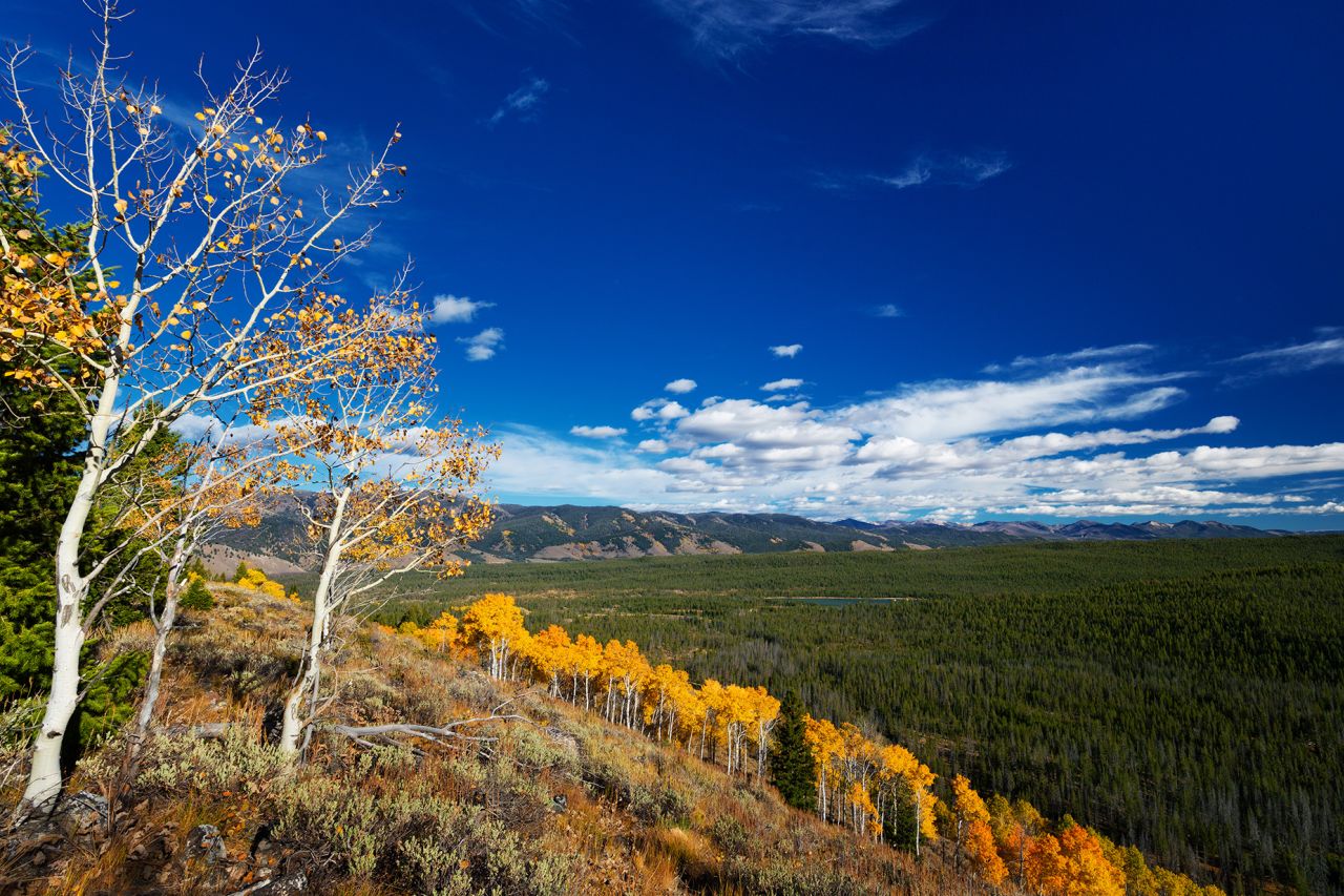 A row of golden aspens above Redfish Lake on a hillside in the Sawtooth Mountains in Stanley, Idaho, on a fall afternoon