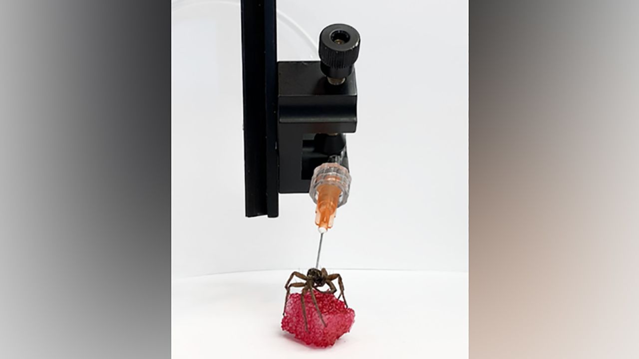 Mechanical engineers at Rice University in Texas won an Ig Nobel Prize for their work converting the bodies of deceased spiders into "necrobotic" grippers. 