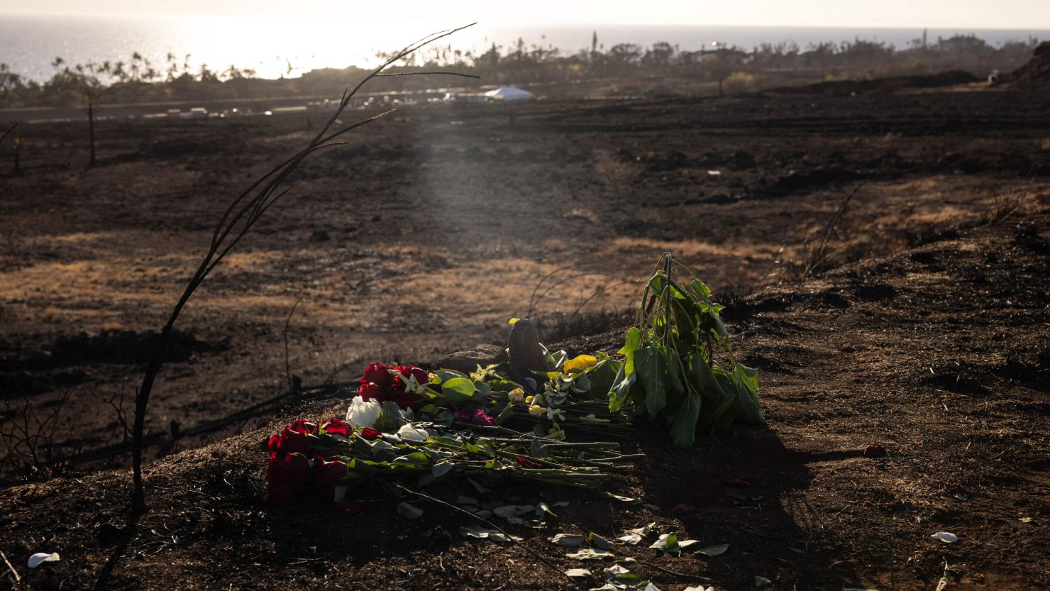 An offering of flowers is left on the ground following the Maui fires in Lahaina, Hawaii, on August 16. The death toll from the fires has been revised to 97, from 115, on Friday. 