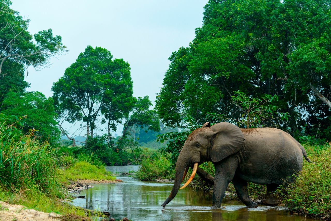 African forest elephant in Lekoli River, Odzala-Kokoua National Park, Cuvette-Ouest Region, Republic of the Congo.
