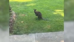Illinois Wallaby AFFILIATE SCREENGRAB