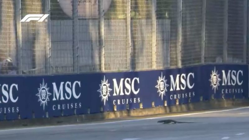 Gran Premio de Singapur: los lagartos invaden la pista durante la sesión de entrenamientos Gran Premio de Singapur: los lagartos invaden la pista durante la sesión de entrenamientos