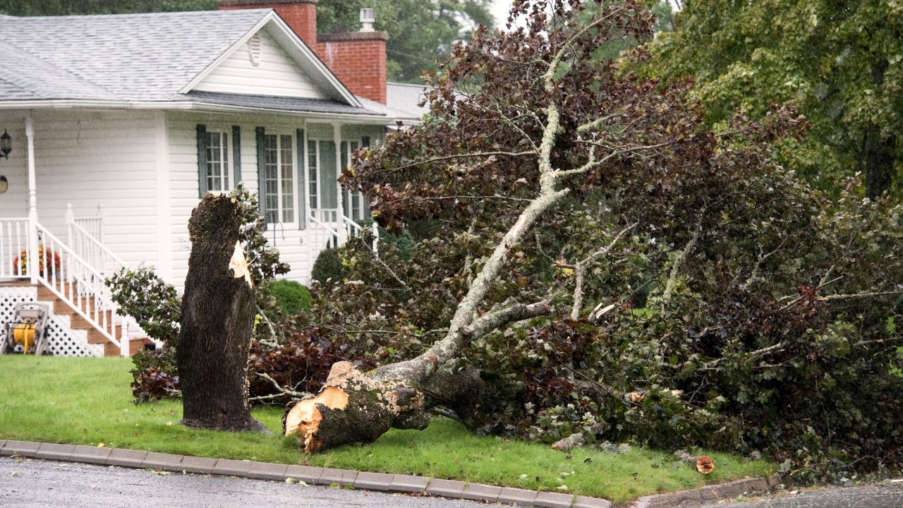 A downed tree is shown in a yard in Fredericton, in New Brunswick, Canada, on Saturday.