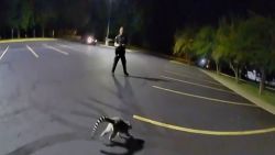 lemur loose 2