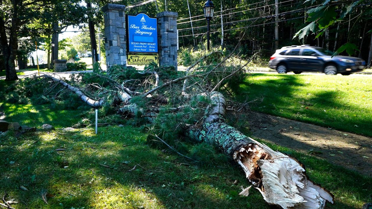 A large limb sits on the ground in Bar Harbor, Maine.
