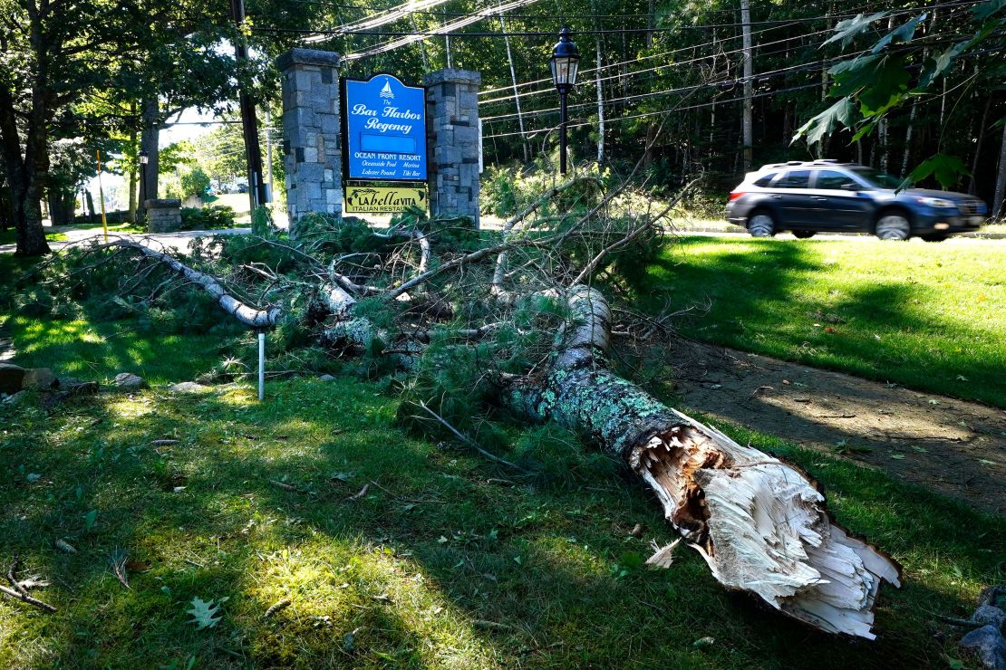 A large limb sits on the ground in Bar Harbor, Maine.