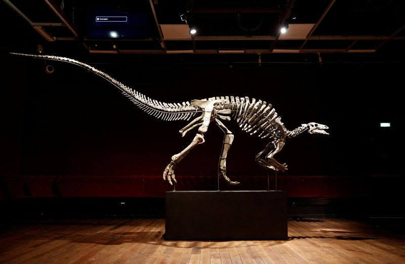 Real velociraptor skeleton online for sale