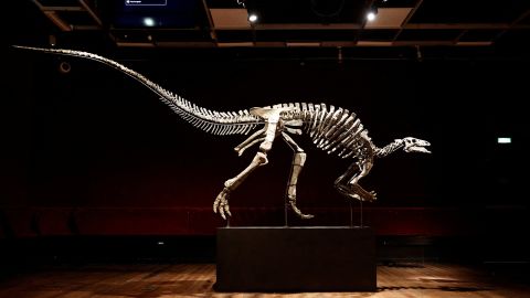 The skeleton of an adult dinosaur named Barry, a large specimen of Camptosaurus from the end of the Jurassic period, roughly 150 million years ago, is on display at Drouot auction house in Paris.