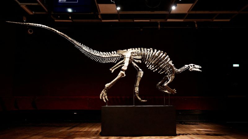 Необичайно добре запазен скелет на динозавър, камптозавър, известен като Бари,