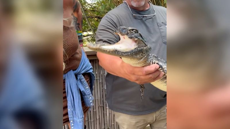 Gatorland, Florida: Rescued alligator with top half of its jaw missing ...