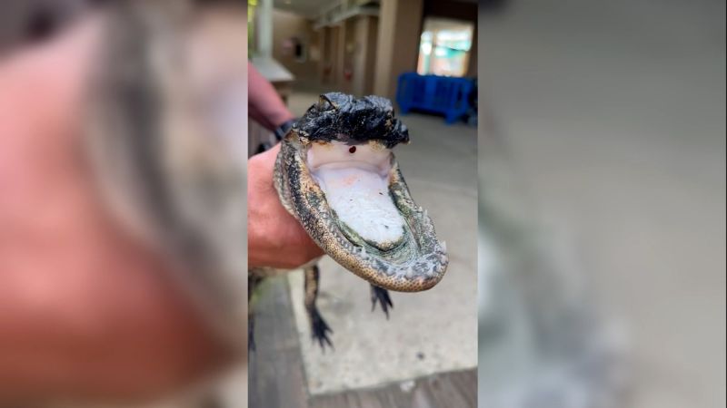 Jaw-Dropping Rehabilitation: Jawless Alligator Finds Fresh Start at Gatorland, Florida!