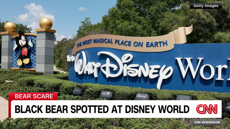 Disney: Black bear spotted at Magic Kingdom