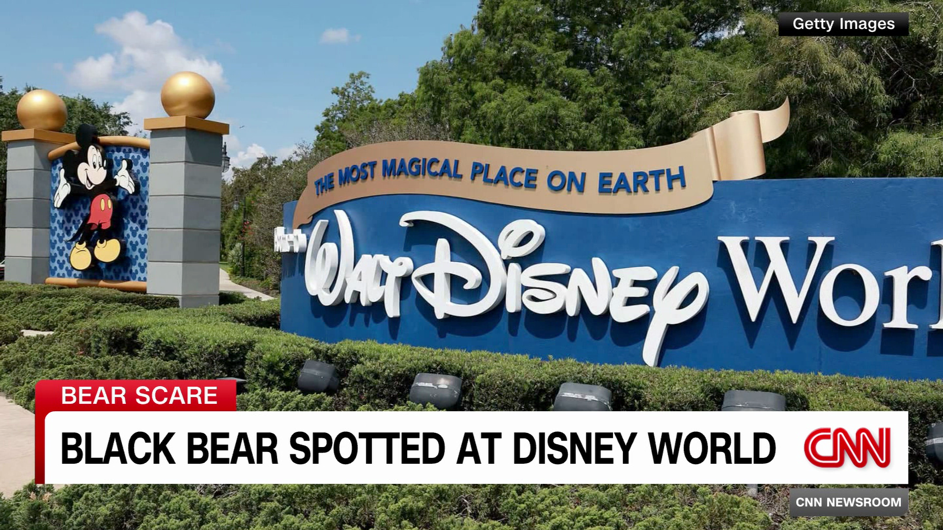 Rides reopened after black bear captured at Walt Disney World's