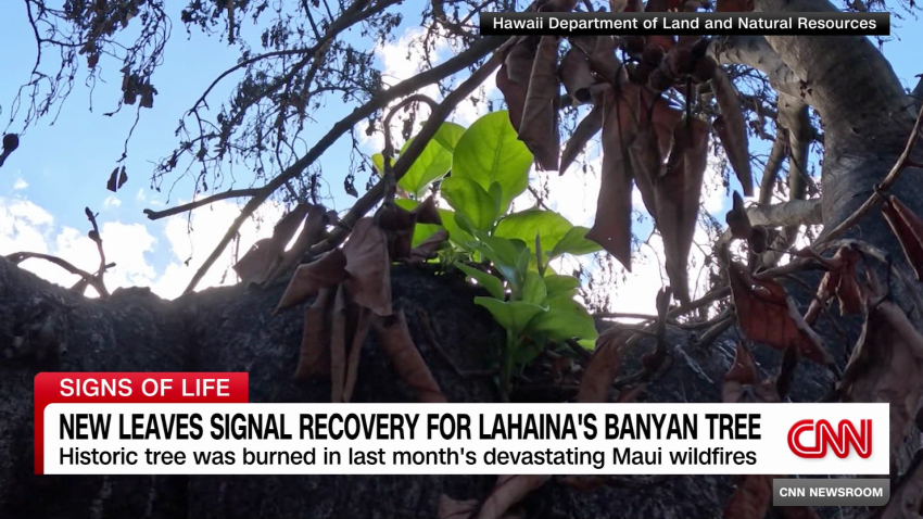 exp Hawaii Wildfires Lahaina Banyan Growth RDR 091903ASEG3 CNNi US_00001101.png