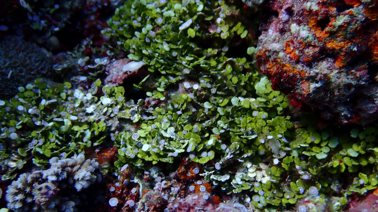 El Instituto de Ciencias Marinas de la UP encontró corales vibrantes en el arrecife Rozul (Iroquios) en el Mar de China Meridional en mayo de 2021.