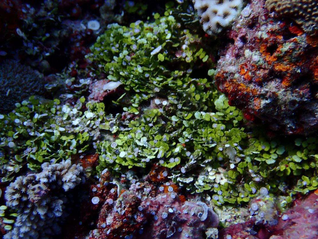 The UP Marine Science Institute found vibrant corals in the Rozul (Iroquios) Reef in the South China Sea in May 2021.