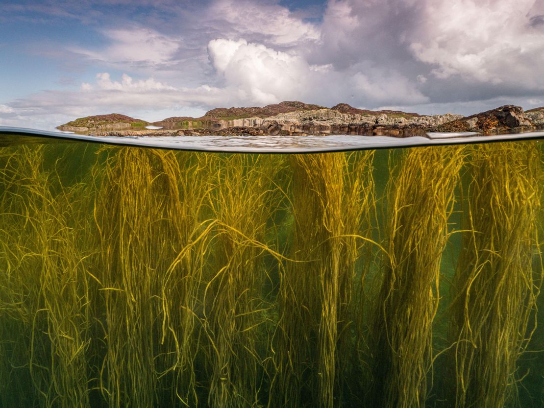 2J8YCAX Thongweed (Himanthalia elongata) - also known as sea spaghetti. Isle of Coll, Scotland. In the background is rocky islands and bright summer clouds.