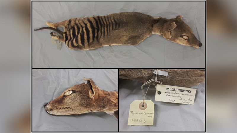 Tasmanian tiger RNA is first to be recovered from an extinct