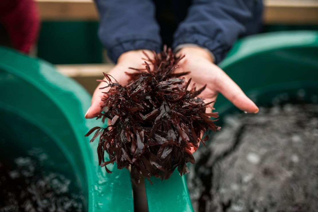 A biologist holds clumps of dulse seaweed above a grow tank at a Cascadia Seaweed nursery near Nanaimo, British Columbia, Canada, on Friday, Oct. 1, 2021. As international climate change authorities task each country to reduce their carbon output, crops like kelp, which is effective at absorbing carbon, and fighting ocean acidification, provide a possible way forward, The Guardian reports. Photographer: James MacDonald/Bloomberg via Getty Images