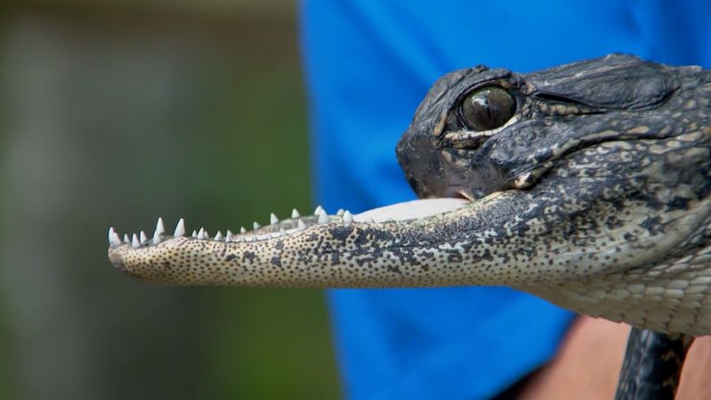 Гаторланд дал имя отсутствующей верхней половине челюсти аллигатора