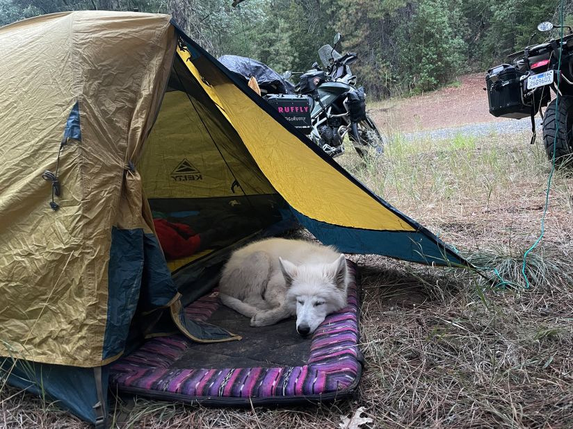 <strong>Wild camping: </strong>One of the downsides to traveling with a dog is that they have to rely on dog-friendly places, and usually wild camp or stay in Airbnbs.