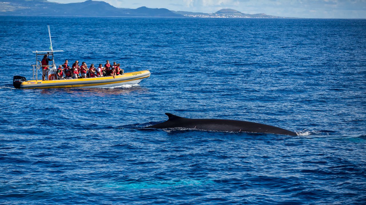The Azores is now one of the best places on the planet for whale watching.