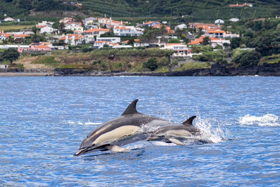 There are strict rules for observing whales and dolphins.
