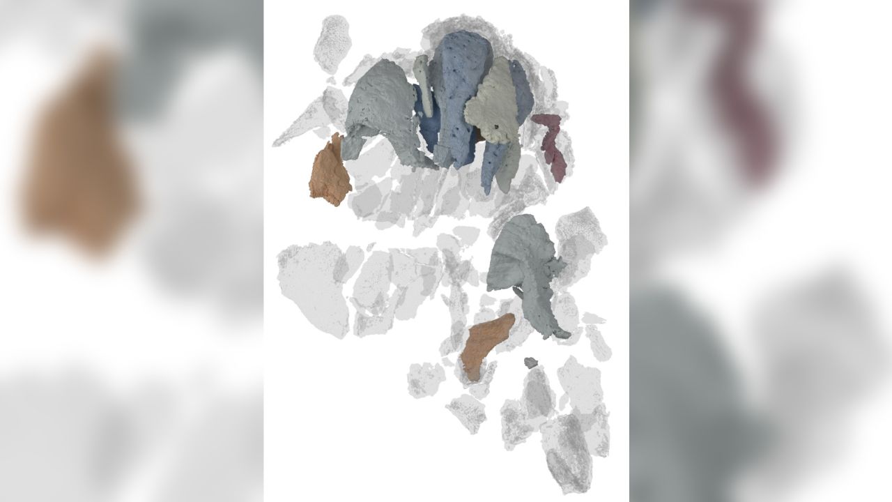 A digital model of the fossil was created from CT scans.