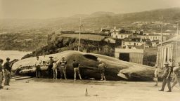 A sperm whale brought ashore in the 50's, photo preserved in the Whalers Museum, Lajes do Pico, Pico island, Azores Archipelago, Portugal, 20th century.