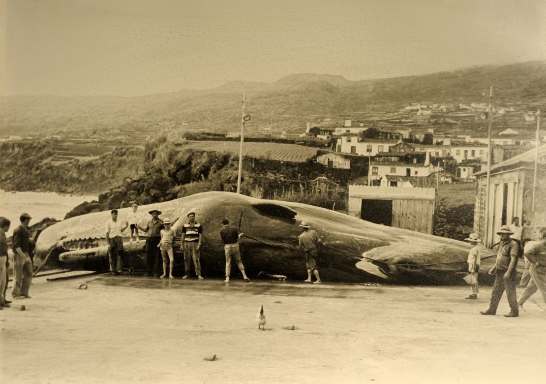 Whale hunting was still going strong in the Azores in the 1950s.