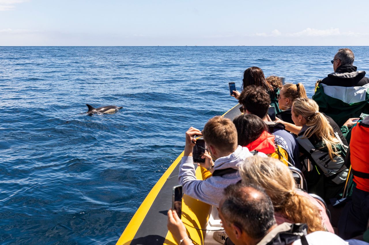 If not done properly, whale watching can be damaging for both the whales and the local community.