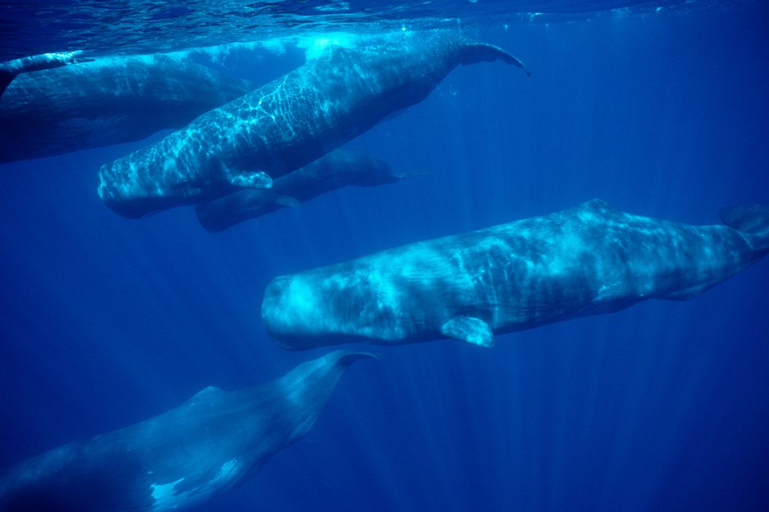 Sperm whales can be seen around the Azores.