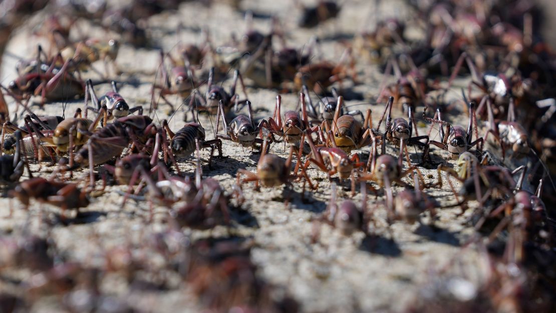 Mormon crickets make their way over a Jersey barrier during the migration of Mormon crickets, Friday, June 16, 2023, in Spring Creek, Nev. The small town in rural northeastern Nevada is being invaded by a swarm of blood-red crickets. The unwelcome visitors began to emerge around late May and early June. (AP Photo/Rick Bowmer)