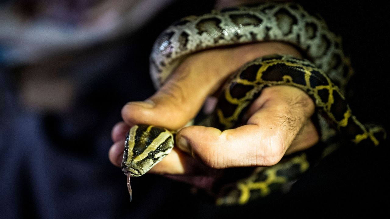 Opinion: The invasive species overrunning our habitats won’t be easy to ...