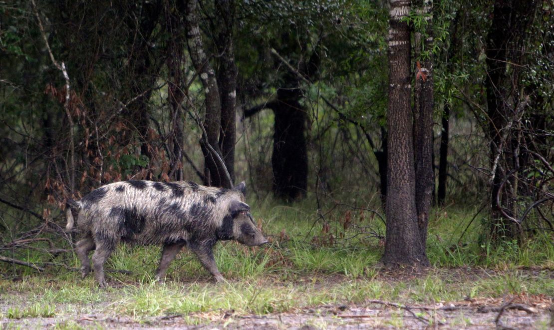 A feral hog misses the trap, and roams free at Barker-Addicks reservoir on Thursday, Sept. 18, 2014, in Houston. The Harris County Precinct 3 feral hog trapping program is funded by federal grant for the purpose of reducing erosion along the waterways. The crew traps hogs, load into cages, and hauled off to the processing plant where their meat is inspected before donation to the Houston Food Bank. ( Mayra Beltran / Houston Chronicle ) (Photo by Mayra Beltran/Houston Chronicle via Getty Images)