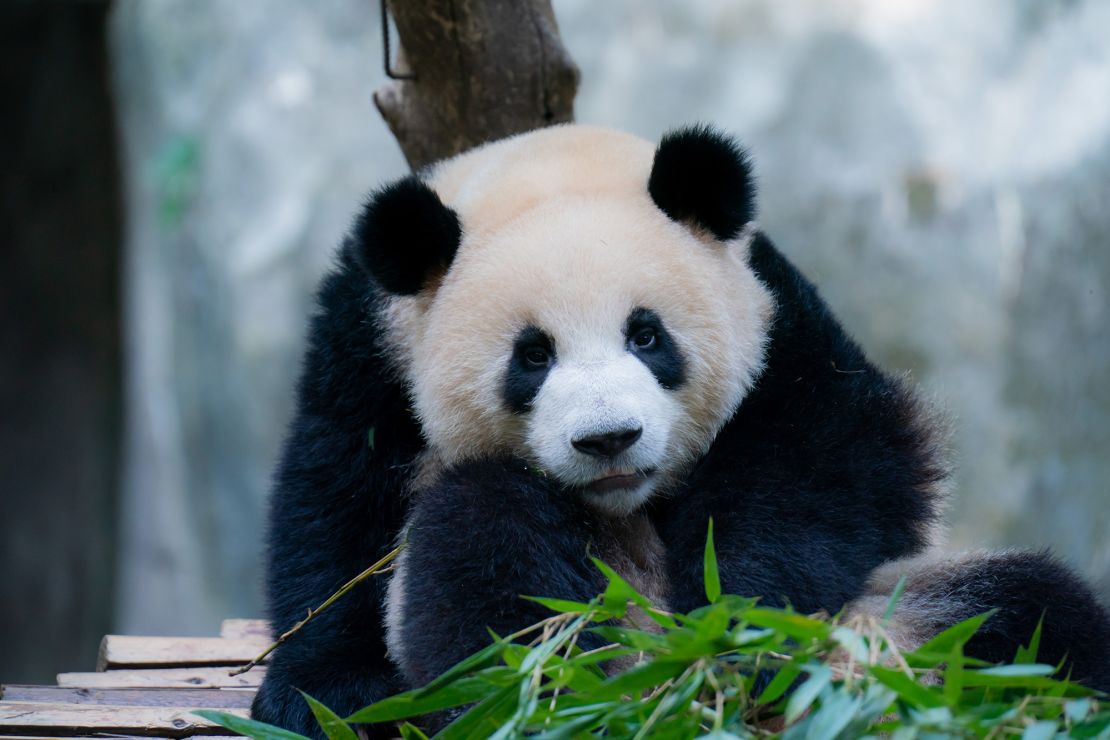 CHONGQING, CHINA - SEPTEMBER 9, 2023 - A giant panda eats bamboo at Chongqing Zoo in Chongqing, China, September 9, 2023. (Photo credit should read CFOTO/Future Publishing via Getty Images)