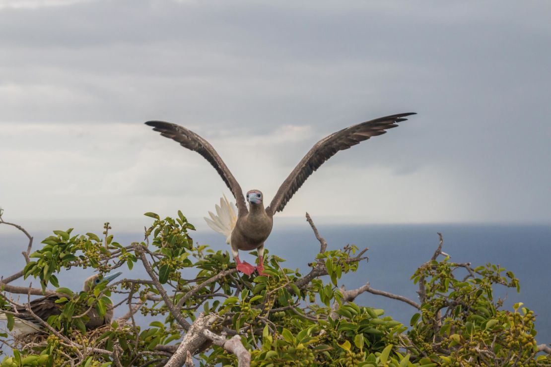 Booby species to be tagged, one with wings outstretched and one in nest.