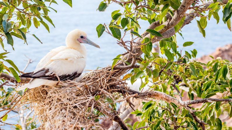 Two years later, the island was officially declared rat free, and the effect has been extraordinary. According to researchers, vegetation biomass has increased by more than 2,000% and 15 species of land birds have returned. 