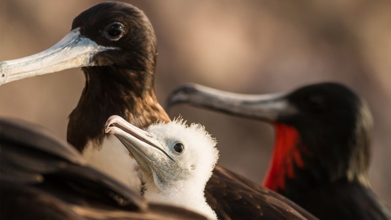 These include breeding colonies of magnificent frigatebirds (pictured here with a chick) and several booby species. In fact, according to the Environmental Awareness Group, the NGO leading the project, 1% of the world's brown boobies now breed on Redonda. 